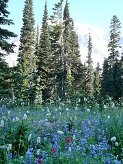 Mount Rainer Wildflowers