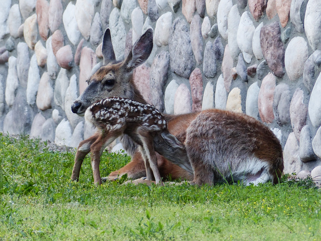 Mule Deer, Mom and baby | On the first day of three spent in… | Flickr