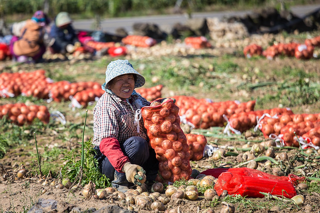 Collecting onions in a field at the base of Dangsanbong Al Oreum #1