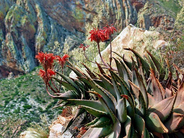 aloe comptonii - montague, south africa 4