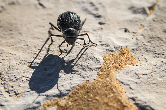 Darkling Beetle in White Desert, Egypt