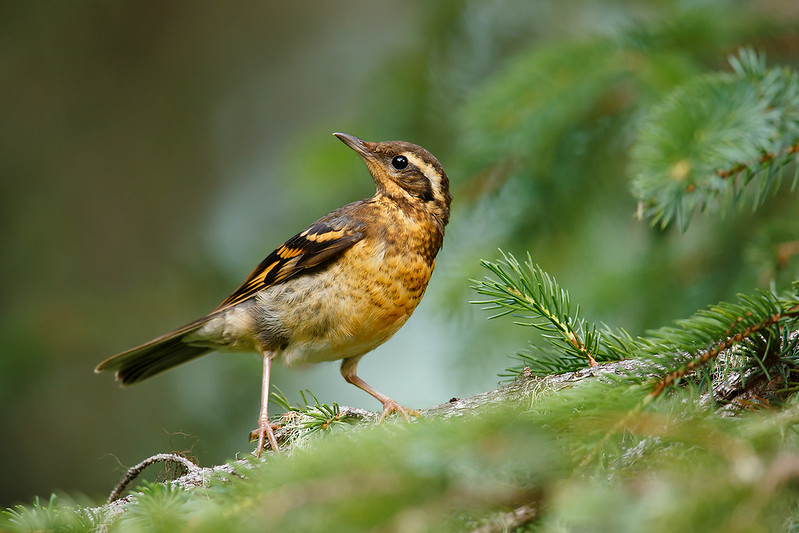 Ixoreus naevius | Varied Thrush | sitkatrast