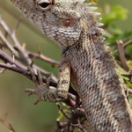 Lizard, Galle, Sri Lanka