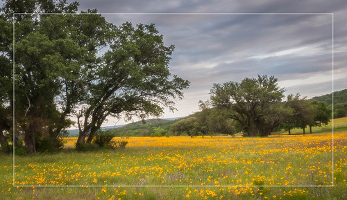 trees landscape outdoors gold us spring texas unitedstates tx wildflowers hillcountry llano