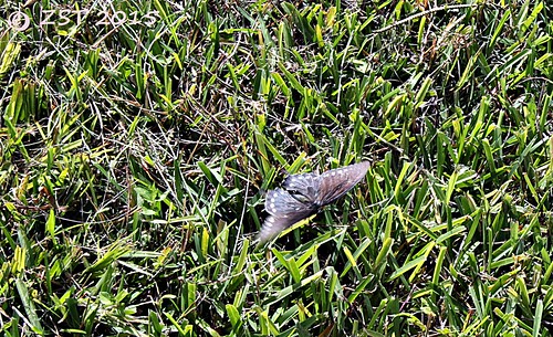 texas spicebushswallowtail speedblur papiliotroilus portlavaca caughtinflight zeesstof sixmileroyalcommunity