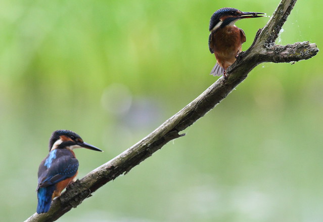 Kingfisher- Juveniles