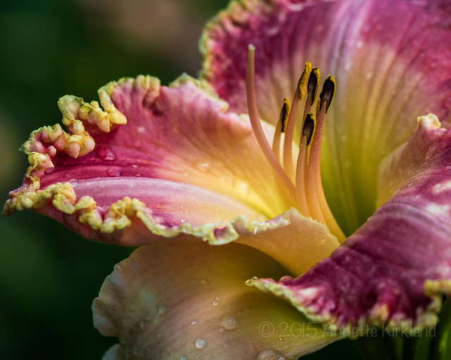 Delightfully Yours Daylily