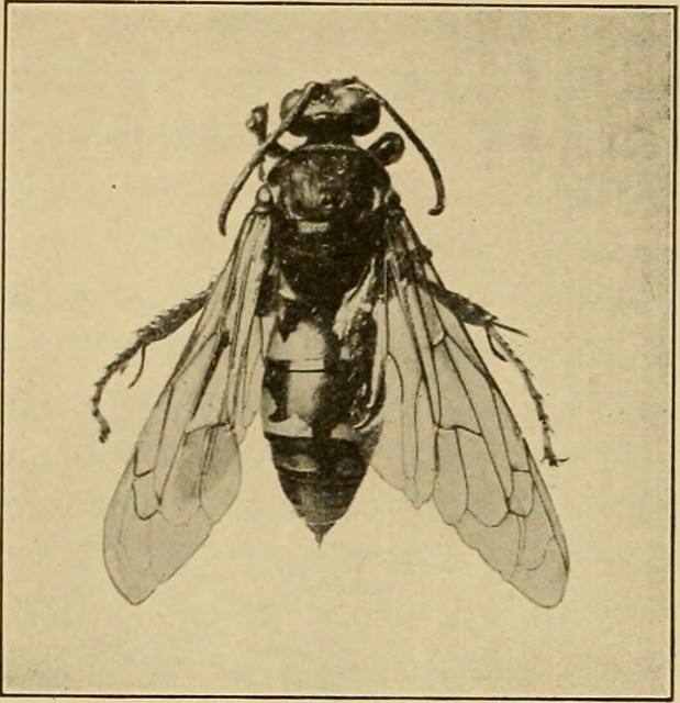 Anselmo Insect Image from page 373 of