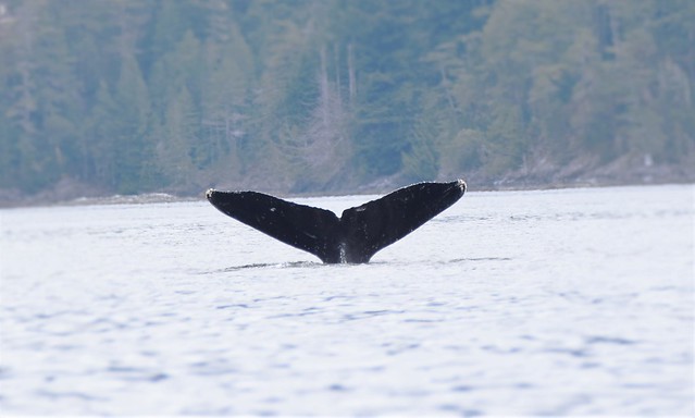 Hump back whale tail fin