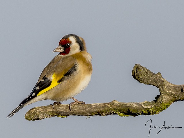 Goldfinch at Nene Park 04/12/16