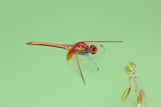 091107 - Crismon Dropwing (紫紅蜻蜓), Male