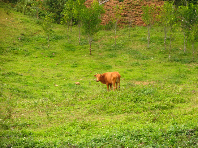 cow in the greens