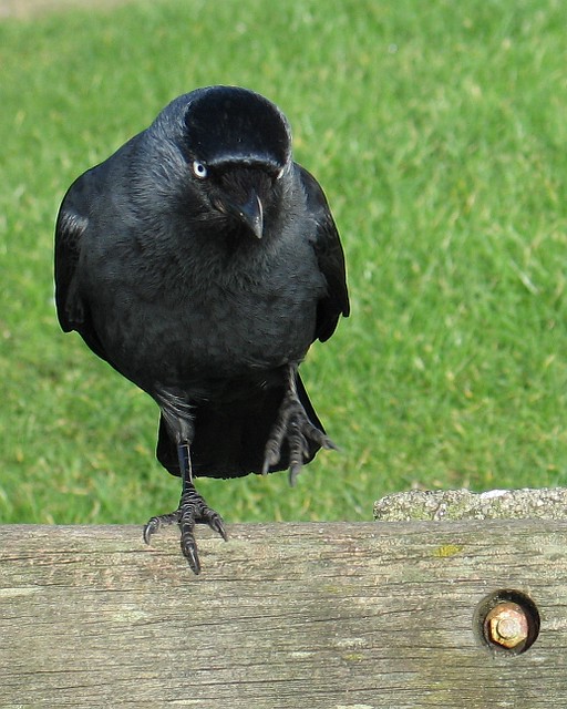 jackdaw