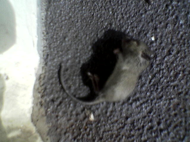Dead Mouse