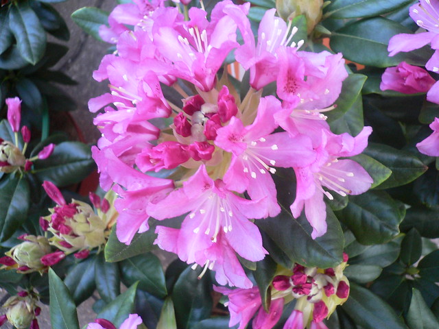 Pink flower