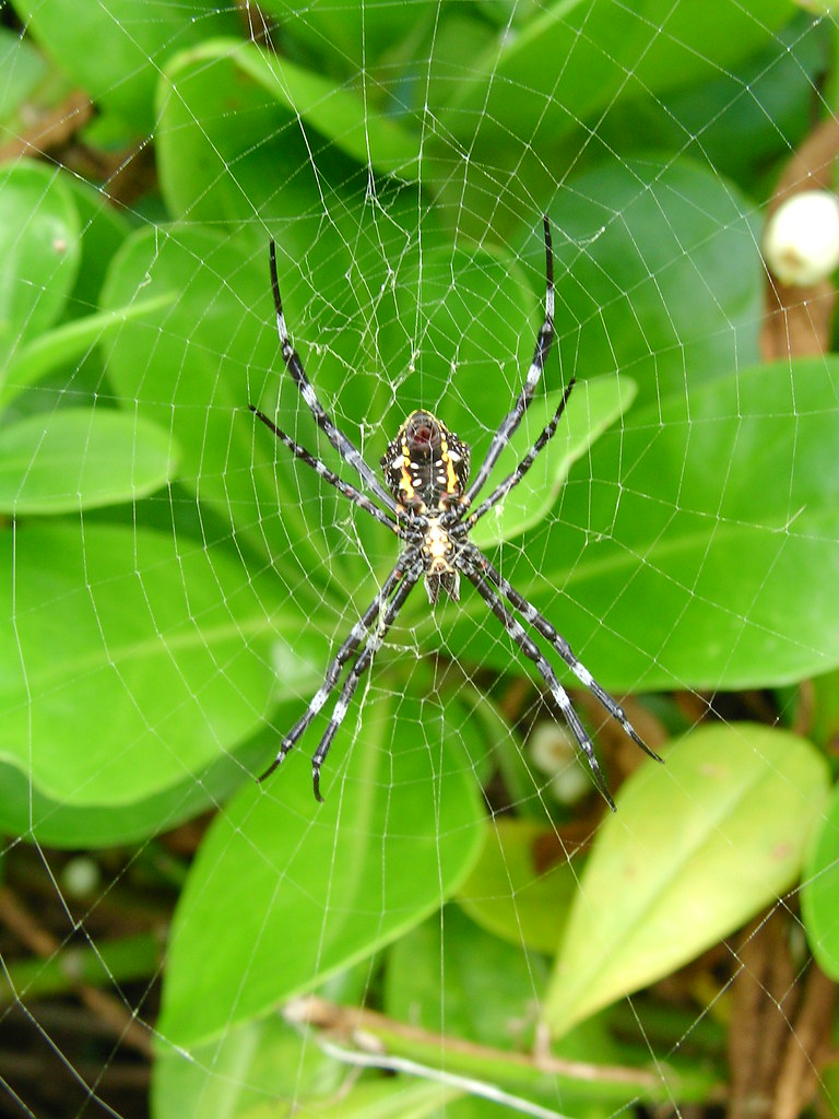 Spider