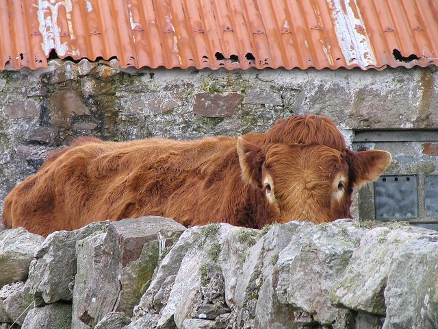 cow watching