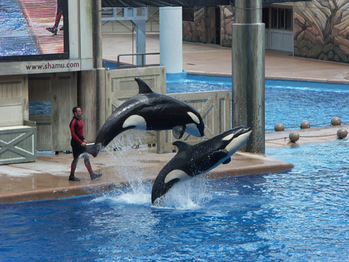 WORKING TOGETHER | Orcas live in pods in the wild. Seaworld … | Flickr