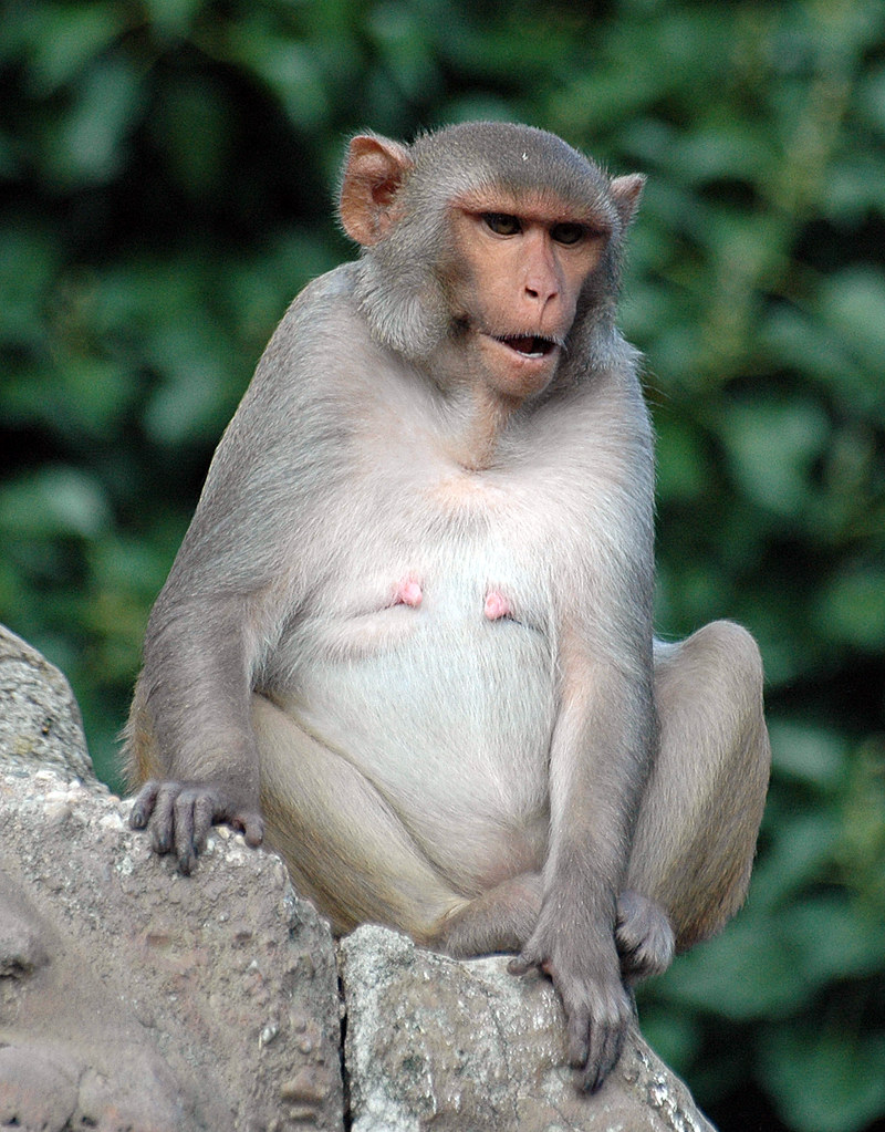 Rhesus macaque | Vincent van Dam | Flickr