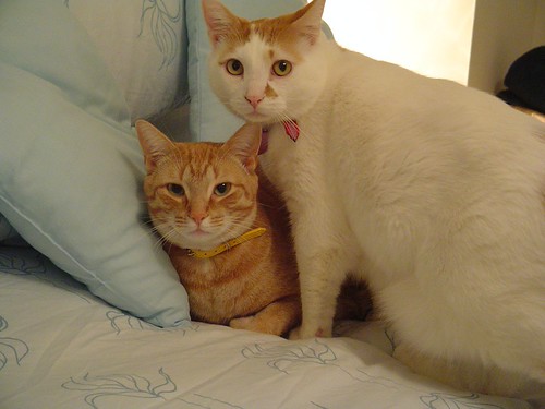 Ping & Packet | by Iambe