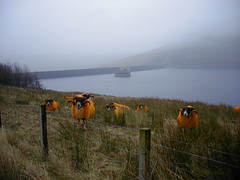 Orange sheep in the Scottish Mist