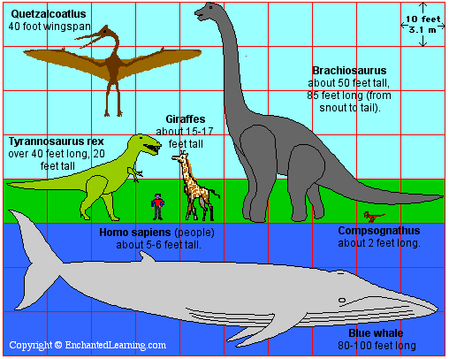 Animal Size Comparison Chart - a photo on Flickriver