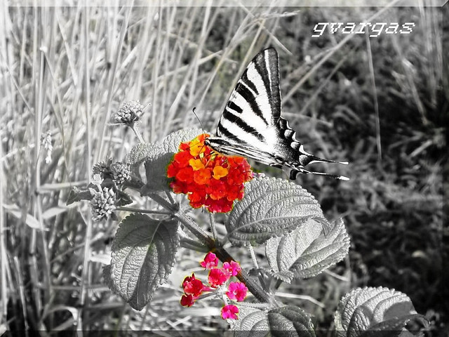 Butterfly & Lantana & Cutout