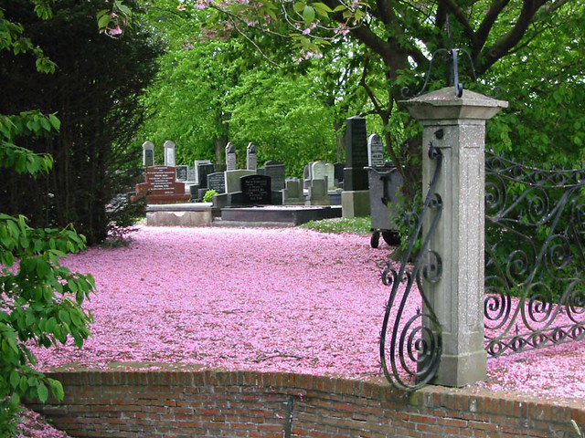 pink grave yard