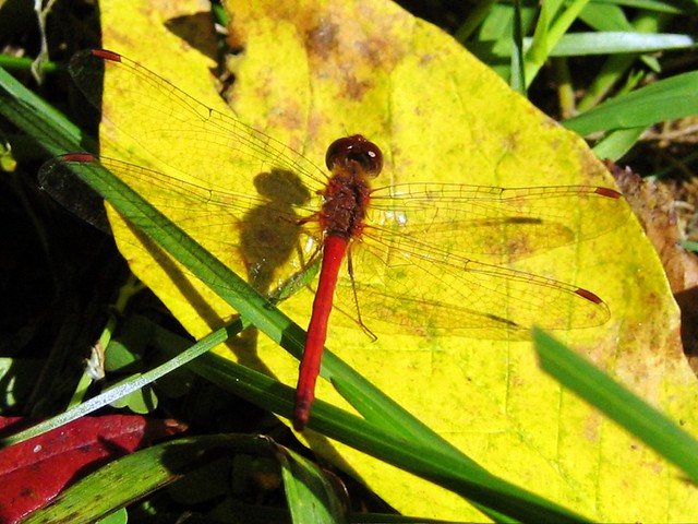 Red Dragon on a Yellow Leaf