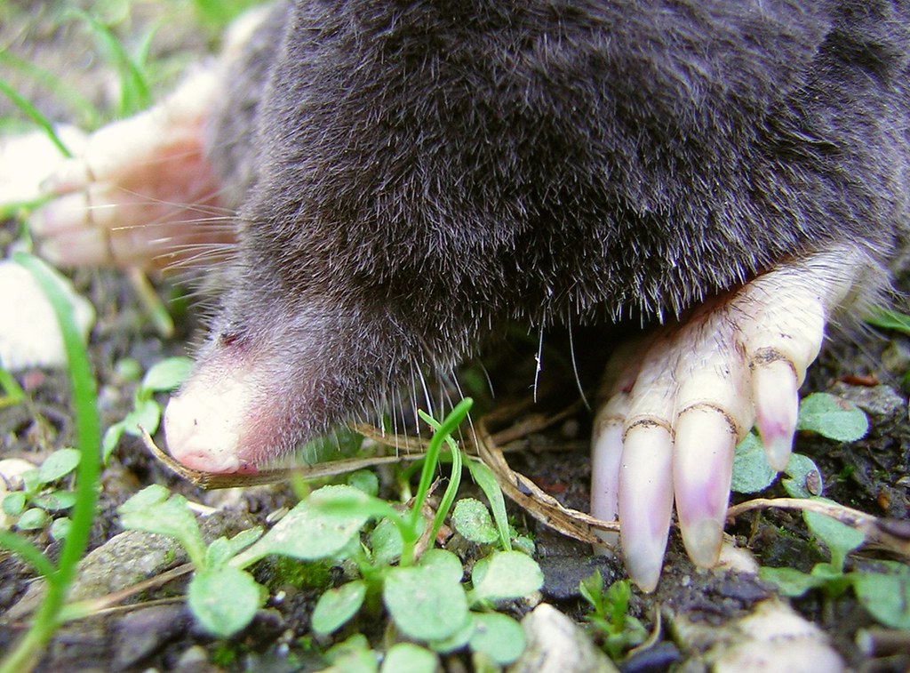 Dearest Mole It Was So Sad To See Mole Only Inches From Wh… Flickr