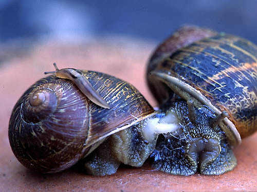 Snail mating