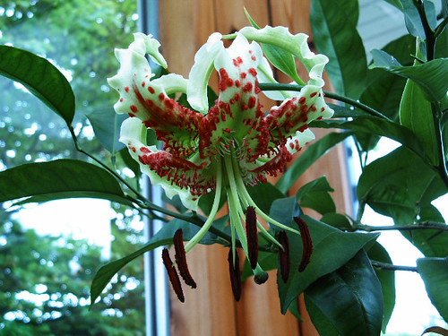Lilium speciosum var. gloriosoides | by johnlykk2001