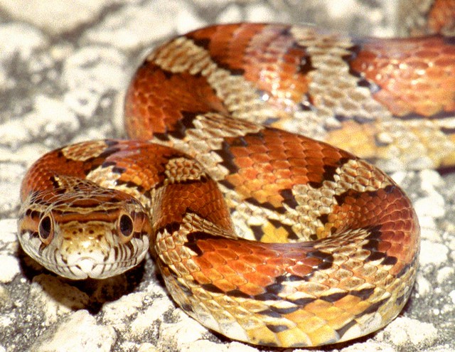 Corn Snake, Everglades