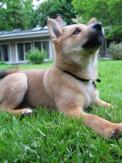 Yoshi as a puppy in Mom's backyard | by hanleybrand