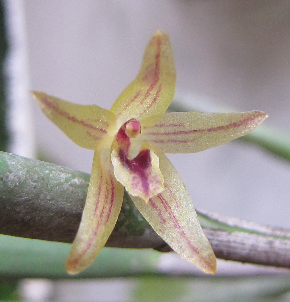 Octomeria praestans Barb.Rodr., Gen. Spec. Orchid. 2: 112 … | Flickr