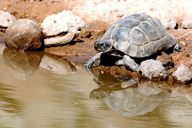 _MGL2247 Skildpadde - Tortoise