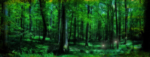 green forest fantasy dreamy dreamscape orton