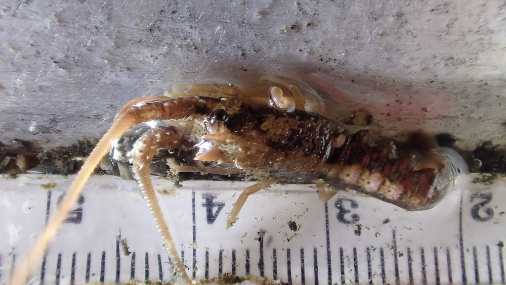 California Spiny Lobster, Panulirus interruptus Juvenile