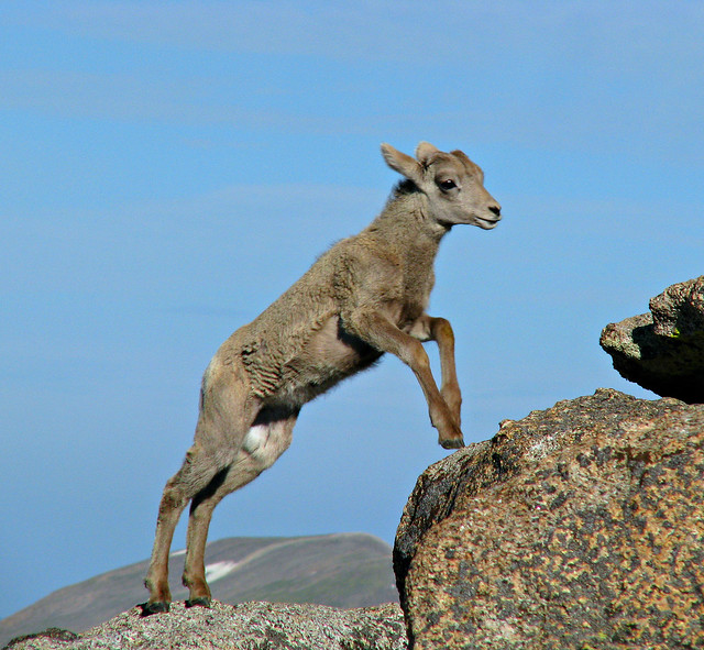 Bighorn Lamb Jumping