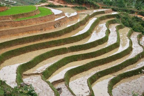 Rice Terraces | There are no flat patches in sapa, so the vi… | Flickr