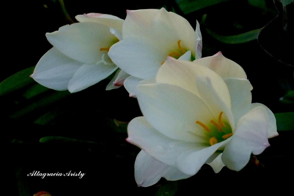 Lirio Blanco/White Lily | Conjunto de pequeños lirios blanco… | Flickr