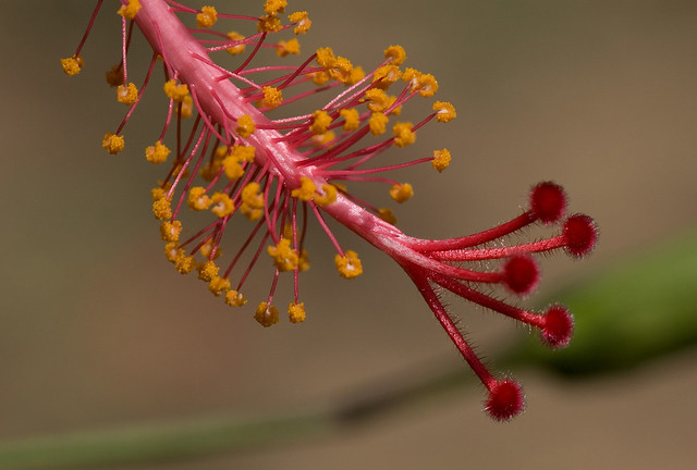 Hibiscus sp. (Malvaceae)