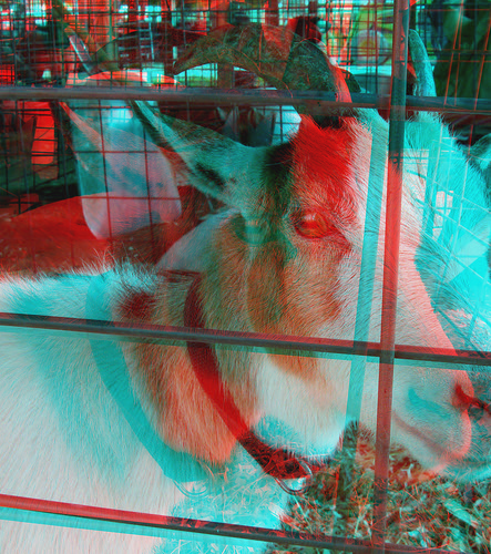 animal stereoscopic stereophoto 3d kid goat anaglyph iowa siouxcity anaglyphs redcyan 3dimages 3dphoto 3dphotos 3dpictures siouxcityia stereopicture