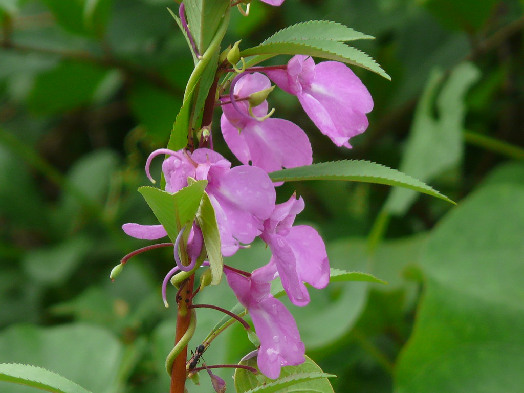 gulivinda (telugu: గులివింద) | balsaminaceae (balsam family