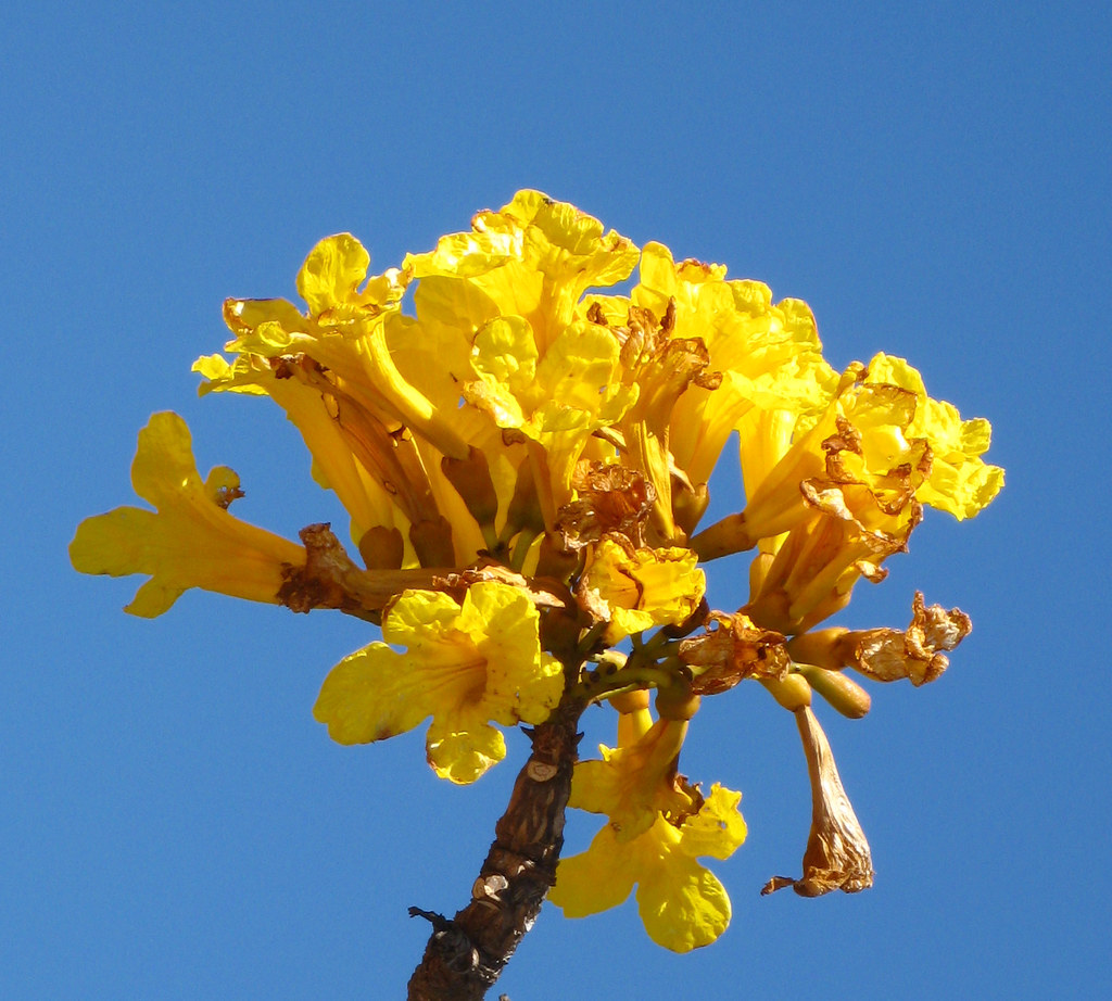 Ipê Amarelo - a flor de agosto no cerrado | Roberto Cavalcanti | Flickr