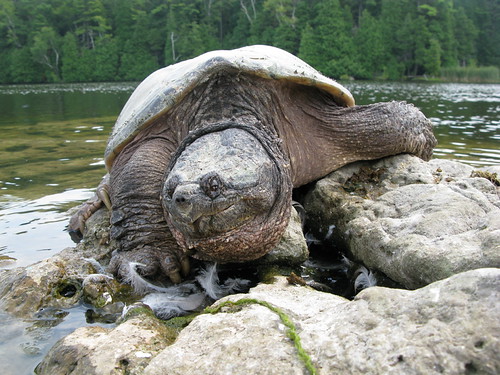 Snapping Turtle by Karim Rezk