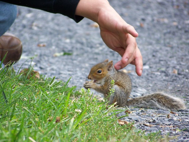 Petting squirrel