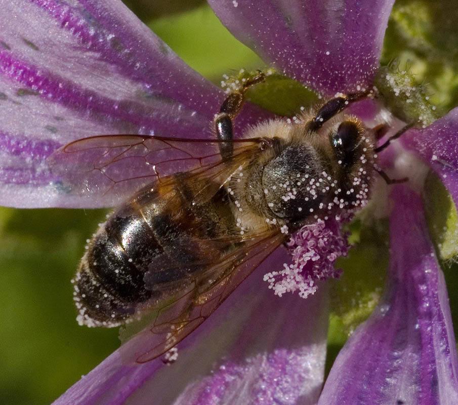 honey bee on wild mallow