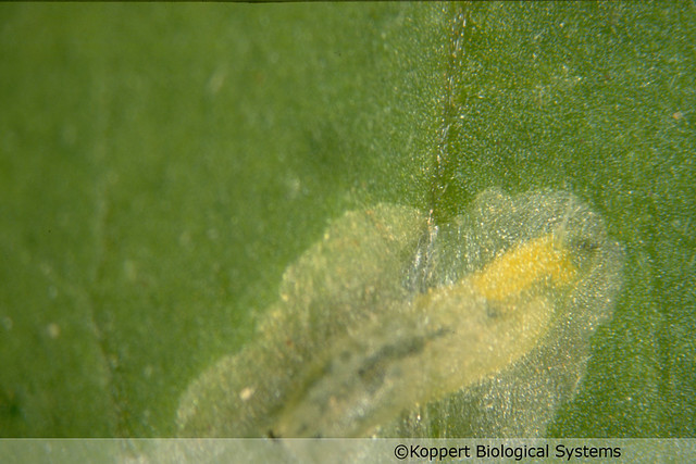 Liriomyza bryoniae larva tomato leafminer Koppert Biological Systems 2041