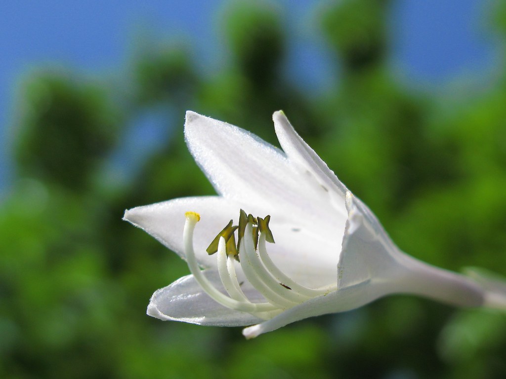 Plantain lily / Hosta / 擬宝珠(ギボウシ) 